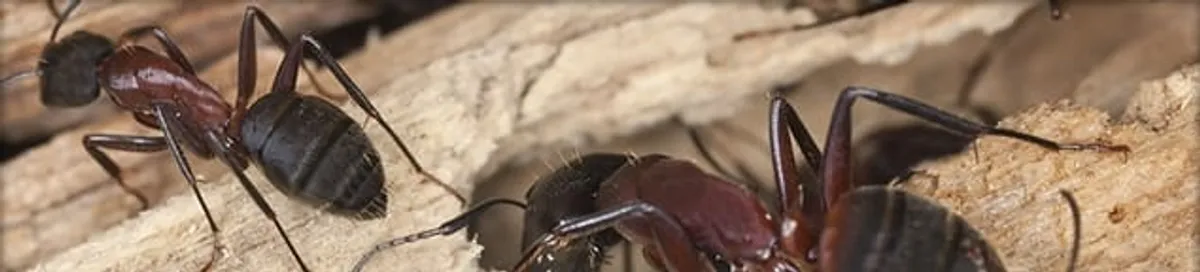Close-up of ants on wood showing an active ant infestation in Omaha, NE