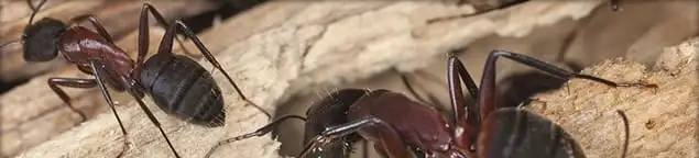 Close-up of ants on wood showing an active ant infestation in Omaha, NE