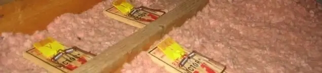Mouse traps placed in an attic for rodent control in Omaha, NE