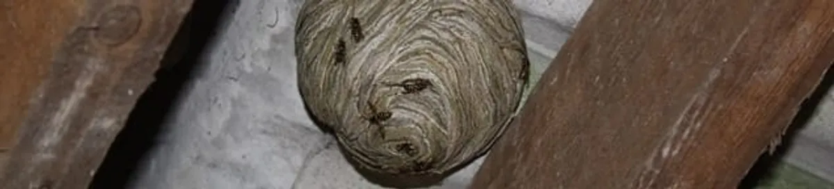 Wasp nest in an attic space, a common home infestation risk in Omaha, NE