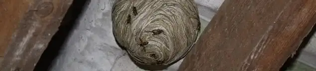Wasp nest in an attic space, a common home infestation risk in Omaha, NE