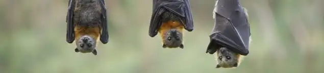 Bats roosting together, a common sign of a bat infestation in Omaha, NE