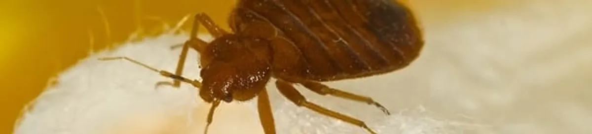 Close-up of a bed bug, a sign of an active infestation in Omaha, NE