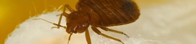 Close-up of a bed bug, a sign of an active infestation in Omaha, NE