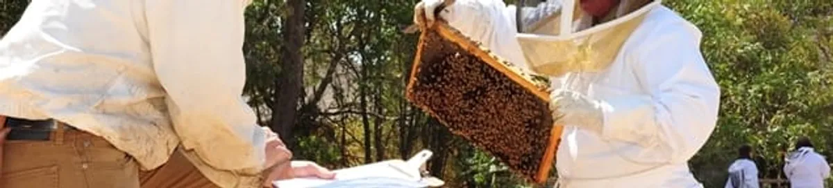 Bee removal specialists relocating a hive and honeycomb safely in Omaha, NE