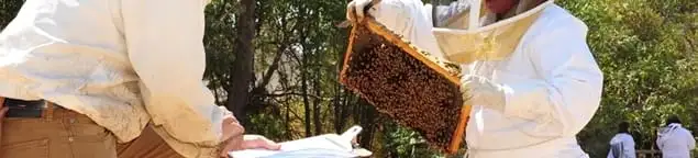 Bee removal specialists relocating a hive and honeycomb safely in Omaha, NE