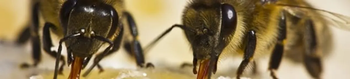 Close-up of honey bees, a sign of a nearby hive in Omaha, NE