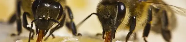Close-up of honey bees, a sign of a nearby hive in Omaha, NE