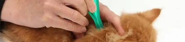Flea treatment for pets using a flea comb, a sign of flea problems in Omaha, NE
