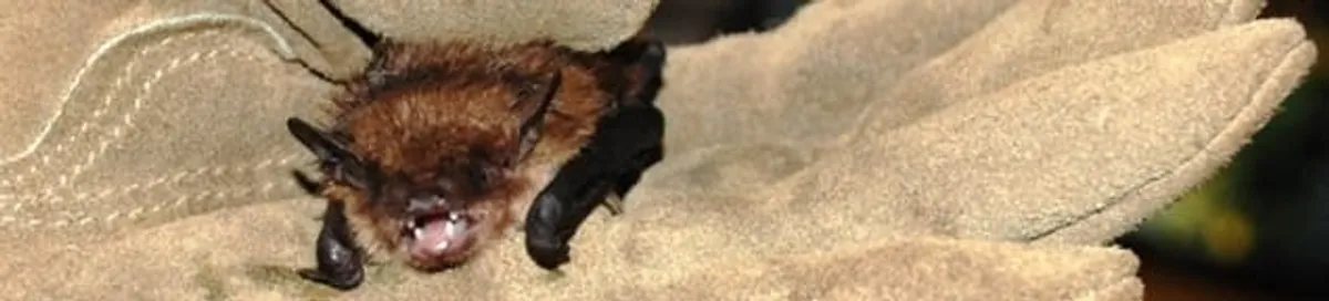 Bat removal specialist holding a bat safely during humane exclusion in Omaha, NE