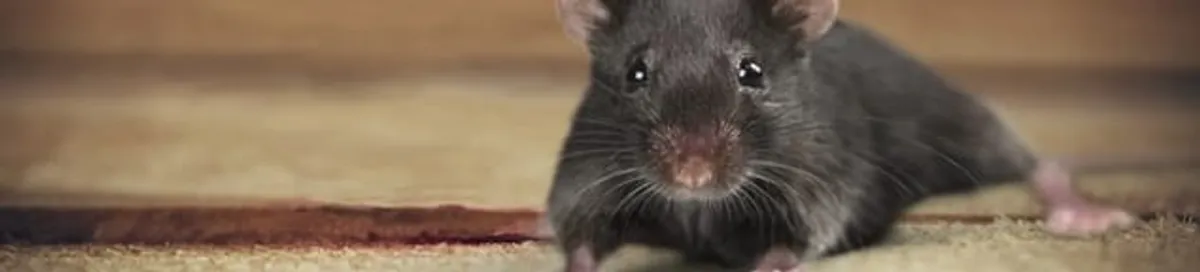 Mouse indoors, a common sign of a rodent infestation in Omaha, NE