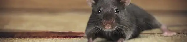 Mouse indoors, a common sign of a rodent infestation in Omaha, NE