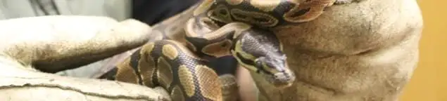 Snake removal specialist safely handling a snake with protective gloves in Omaha, NE