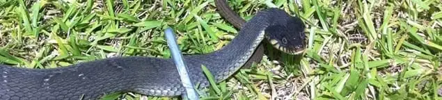 Snake in a yard, a common sign of a snake problem near a home in Omaha, NE