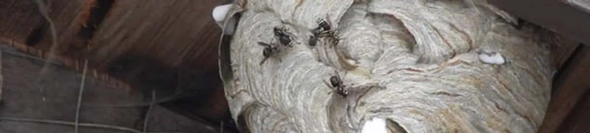 Close-up of a wasp nest with active wasps, a sign of an infestation in Omaha, NE