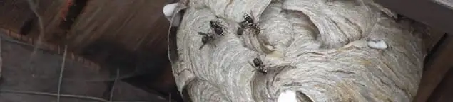 Close-up of a wasp nest with active wasps, a sign of an infestation in Omaha, NE